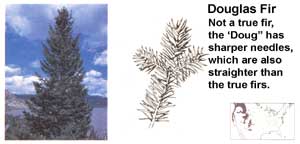 Conifers: Douglas Fir.